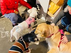 -百好乐宠物友好餐厅(朝外大街店)