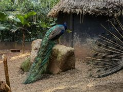 -海南热带野生动植物园