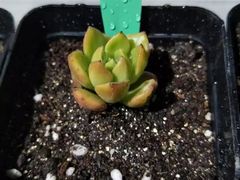 -金乐活美食(中街店)