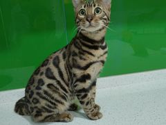 -瑞鹏瑞爱宠物医院·全科·猫科·血液透析中心(龙头寺店)