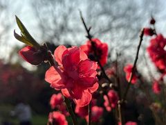 -桃花涧