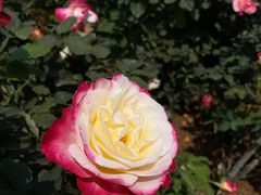 -人民公园(罗湖区)