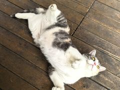-SKROLL卡特司库·蛋糕定制·生吐司·司康(古北程家桥店)