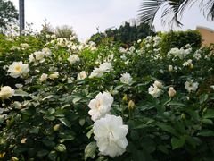 -人民公园(罗湖区)