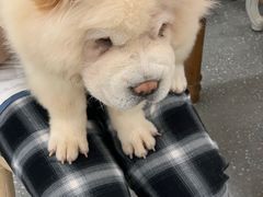 -Let's go狗咖·猫咖·奶狗·桌游(春熙路IFS店)
