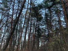 -帽儿山国家森林公园