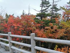 -富士山吉田線五合目