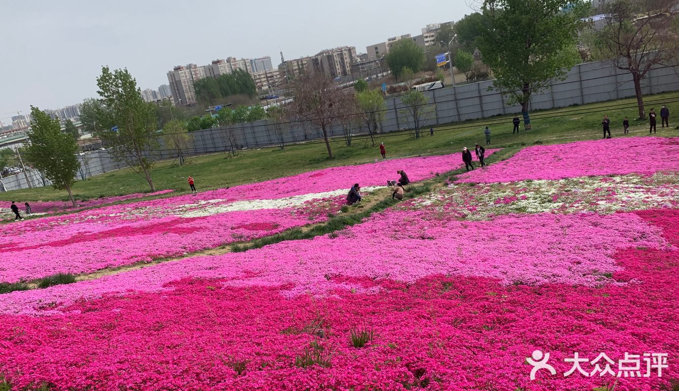 快来凤凰路看花海