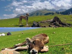 -新疆那拉提国家旅游度假区