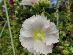 -广西壮族自治区药用植物园