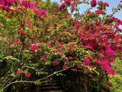 -靖西鹅泉风景区