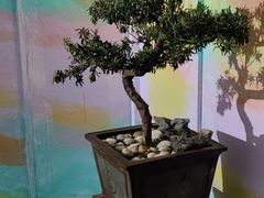 -七色云蔬食(喜邻里店)