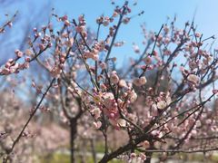 -新虹桥中心花园