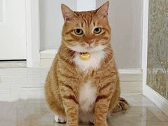 -艾贝尔宠物医院·24H转诊中心·肿瘤猫专科(江宁双龙店)