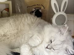 -瑞鹏宠物医院·骨科·猫科·内科(第一中心)