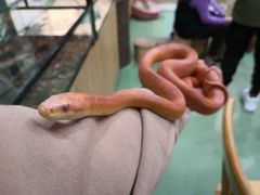 -藦茜花园宠物主题亲子互动体验馆(国顺东路店)