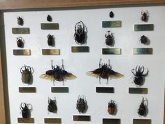 -上海昆虫博物馆