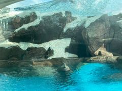 -海合安成都极地海洋公园