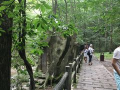 -牛背梁国家森林公园