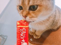-飞行喵MR PILOT|猫舍·猫咖(静安大融城店)