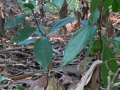 -广东茂名森林公园