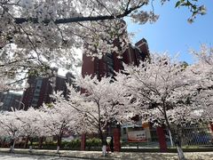 -高东镇樱花园