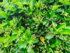 -燕郊植物园