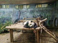 -深圳野生动物园