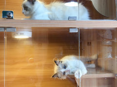 -猫十亿·布偶金渐层·曼基康矮脚猫舍(青年路店)