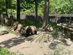 -都江堰中华大熊猫苑