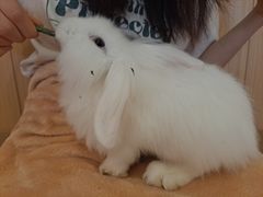 -猫猫幼稚园·撸猫·桌游·电玩