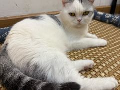 -柴迷FANS CLUB·柴犬狗咖·猫咖