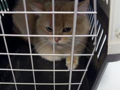 -瑞派福兴宠物医院犬猫全科·骨科·中西医结合(河东店)