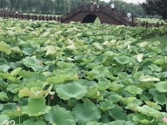 -荷塘月色湿地公园·向阳花洲