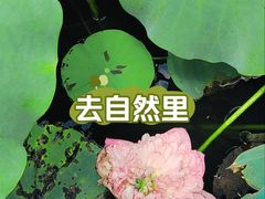 -黄兴公园