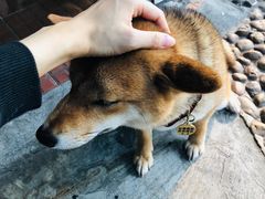 -柴犬高等学院·狗咖·柴犬售卖·宠物训练