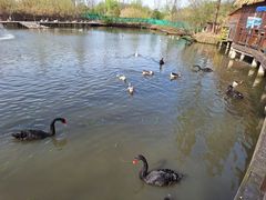 -溱湖国家湿地公园