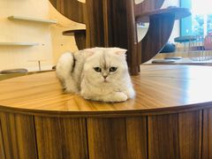 -飞行喵MR PILOT|猫舍·猫咖(静安大融城店)