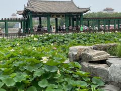 -莲花池公园