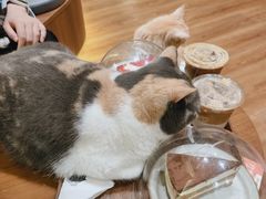 -有猫主题·治愈系猫咖(曾厝垵店)