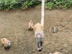 -西双版纳原始森林公园
