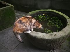 -成都杜甫草堂博物馆