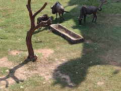 -深圳野生动物园