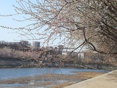 -桃花堤公园