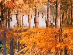 -白鹭湾湿地公园