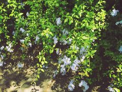 -墨尔本皇家植物园