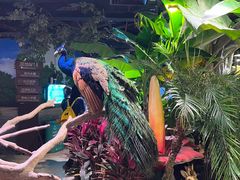 -正佳雨林生态植物园