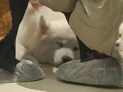 -怪兽屋·羊驼·猫咖·狗咖(俊华广场店)