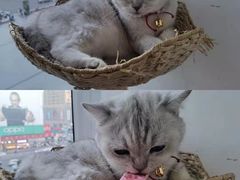 -藏猫猫咖啡主题馆(中央大道店)