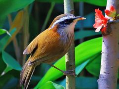 -成都大熊猫繁育研究基地-熊猫厨房